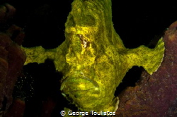 Green Frogfish holding up!!! by George Touliatos 